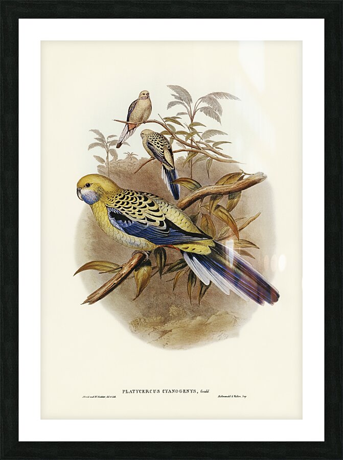 Blue-cheeked Parakeet Platycercus cyanogenys illustrated by Elizabeth Gould 1804–1841 for John Gould’s 1804-1881 Birds of Australia  Picture Frame print
