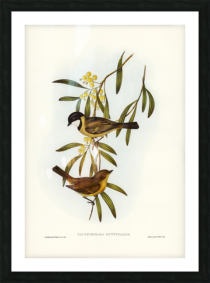 Guttural Pachycephala Pachycephala gutturalis illustrated by Elizabeth Gould 1804–1841 for John Gould’s 1804-1881 Birds of Australia  Picture Frame print