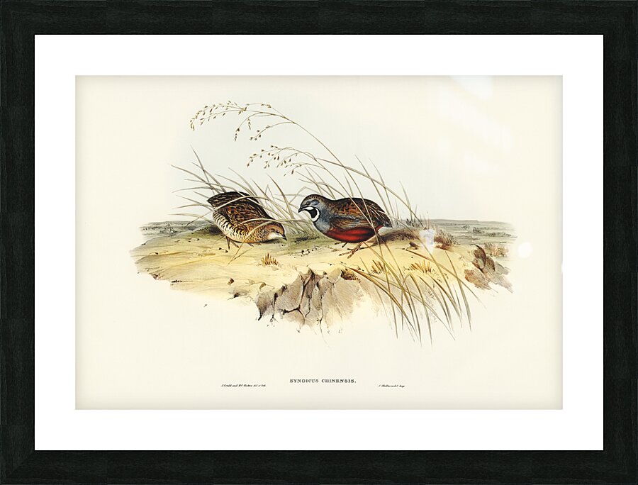 Chinese Quail Synoicus Chinensis illustrated by Elizabeth Gould 1804–1841 for John Gould’s 1804-1881 Birds of Australia  Picture Frame print