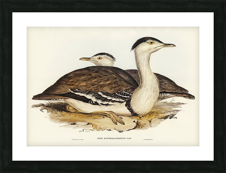 Australian Bustard Otis Australasianus illustrated by Elizabeth Gould 1804–1841 for John Gould’s 1804-1881 Birds of Australia  Picture Frame print