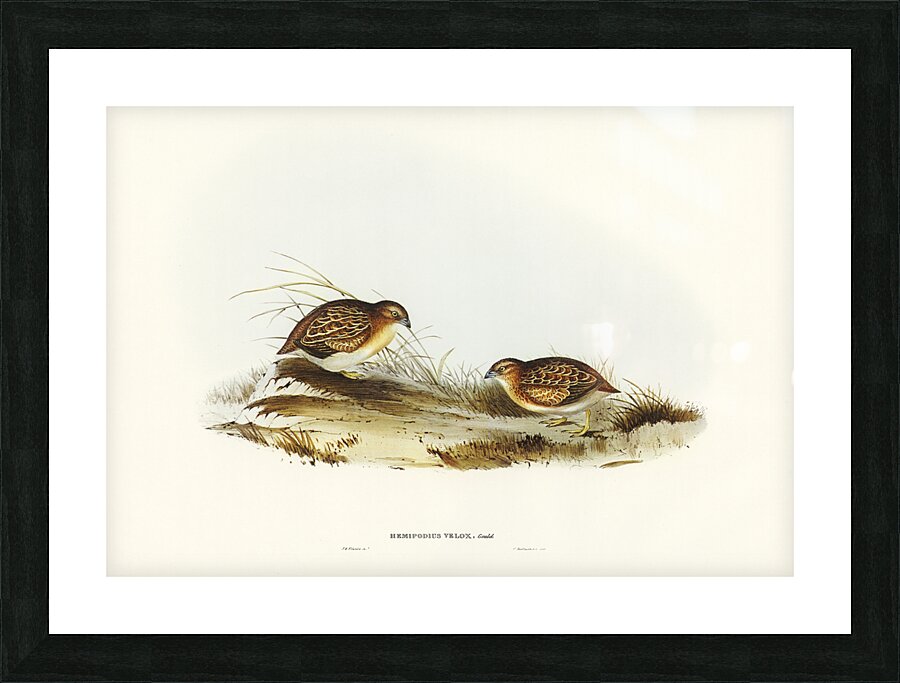 Swift-flying Hemipode Hemipodius velox illustrated by Elizabeth Gould 1804–1841 for John Gould’s 1804-1881 Birds of Australia  Picture Frame print