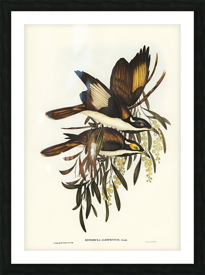 White-pinioned Honey-eater Entomyza albipennis illustrated by Elizabeth Gould 1804–1841 for John Gould’s 1804-1881 Birds of Australia  Picture Frame print