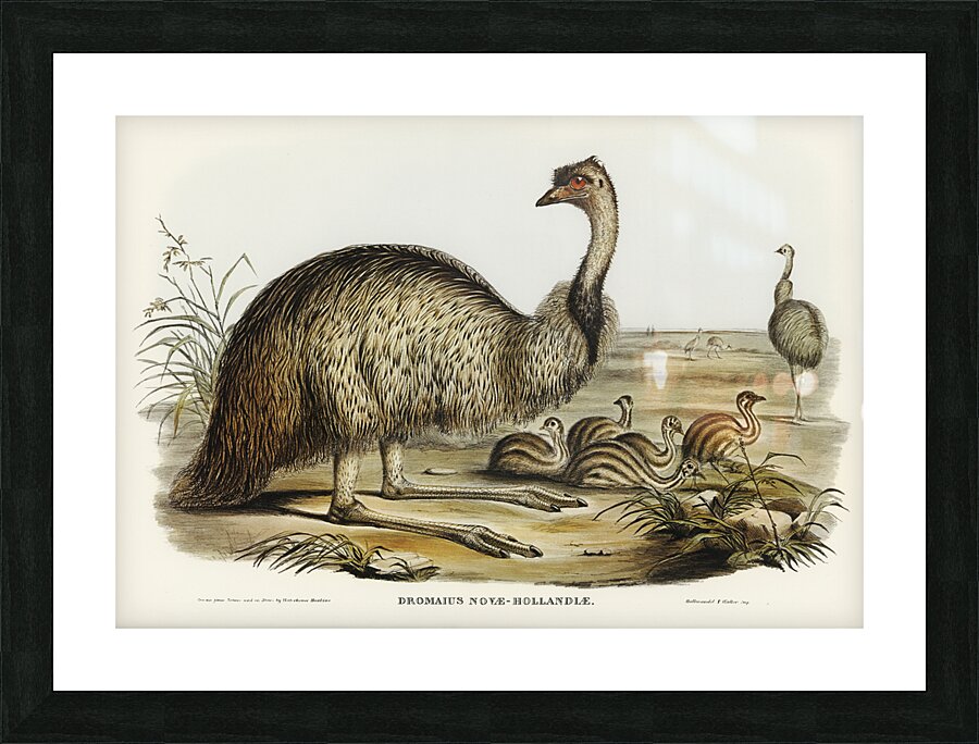 The Emu Dromaius Novae-Hollandiae illustrated by Elizabeth Gould 1804–1841 for John Gould’s 1804-1881 Birds of Australia  Picture Frame print