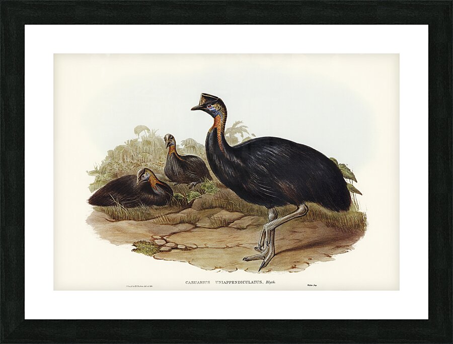 One-carunculated Cassowary Casuarius uniappendiculatus illustrated by Elizabeth Gould 1804–1841 for John Gould’s 1804-1881 Birds of Australia  Picture Frame print