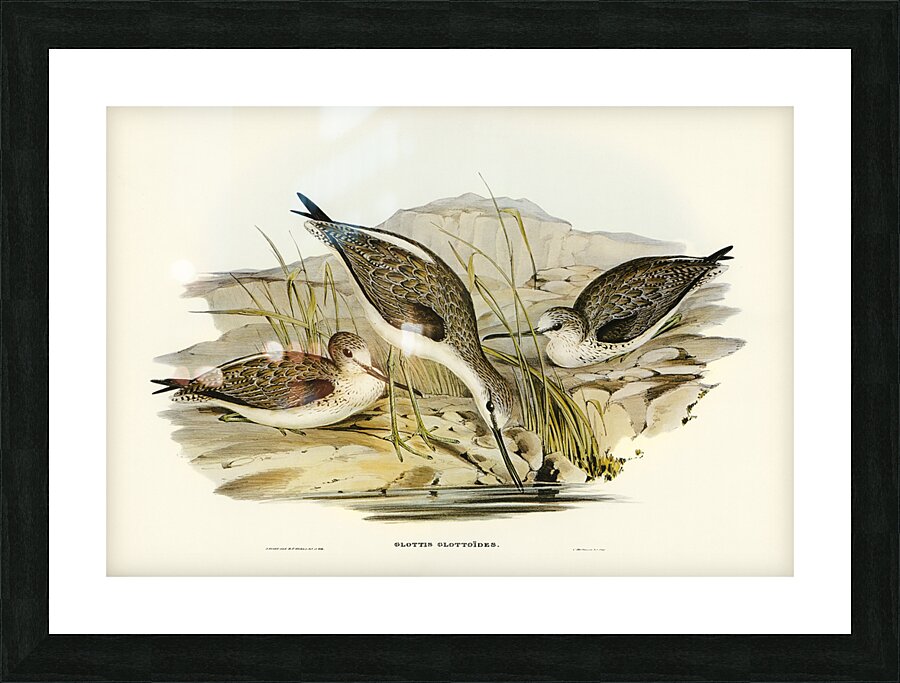 Australian Greenshank Glottis Glottoides illustrated by Elizabeth Gould 1804–1841 for John Gould’s 1804-1881 Birds of Australia  Picture Frame print