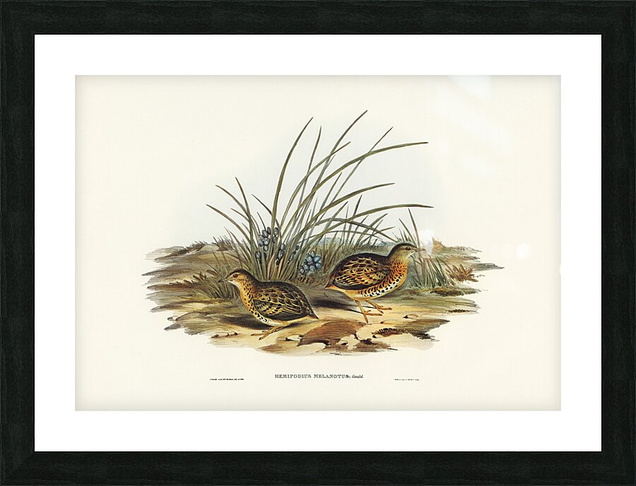 Black-backed Hemipode Hemipodius melanotus illustrated by Elizabeth Gould 1804–1841 for John Gould’s 1804-1881 Birds of Australia  Picture Frame print