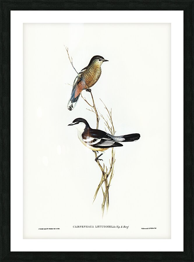 Black and White cuckooshrike Campephaga leucomela illustrated by Elizabeth Gould 1804–1841 for John Gould’s 1804-1881 Birds of Australia  Picture Frame print