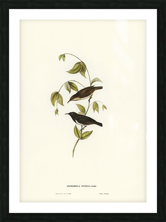 Black Honey-eater Myzomela nigra illustrated by Elizabeth Gould 1804–1841 for John Gould’s 1804-1881 Birds of Australia  Picture Frame print