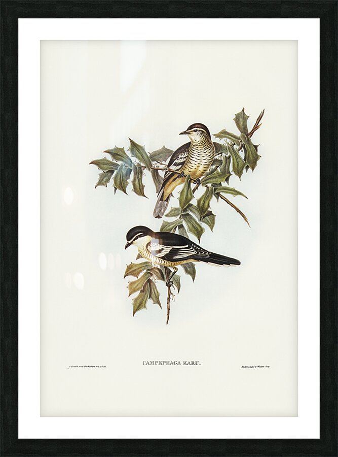 Northern cuckooshrike Campephaga Karu illustrated by Elizabeth Gould 1804–1841 for John Gould’s 1804-1881 Birds of Australia  Picture Frame print