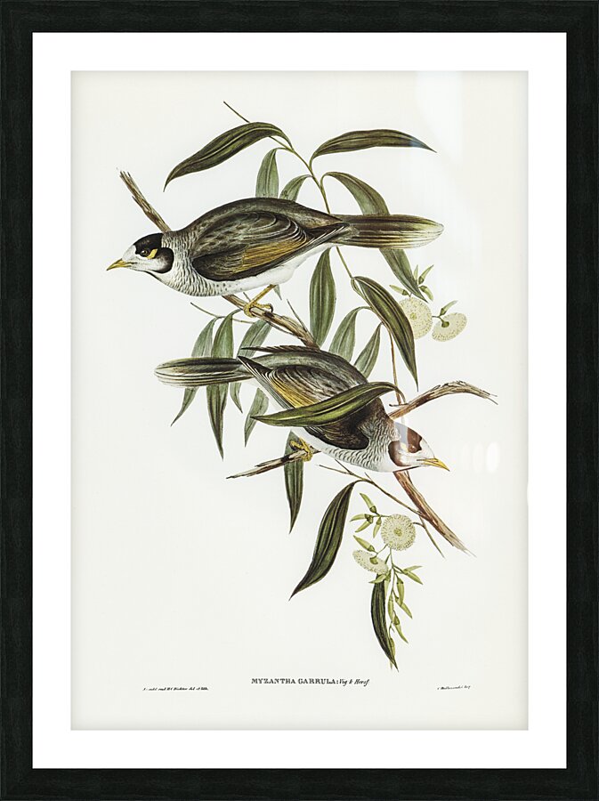 Garrulous Honey-eater Myzantha garrula illustrated by Elizabeth Gould 1804–1841 for John Gould’s 1804-1881 Birds of Australia  Impression et Cadre photo