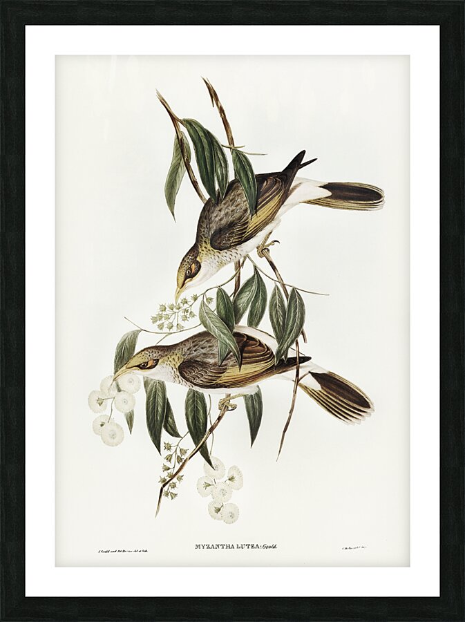 Luteous Honey-eater Myzantha lutea illustrated by Elizabeth Gould 1804–1841 for John Gould’s 1804-1881 Birds of Australia  Picture Frame print
