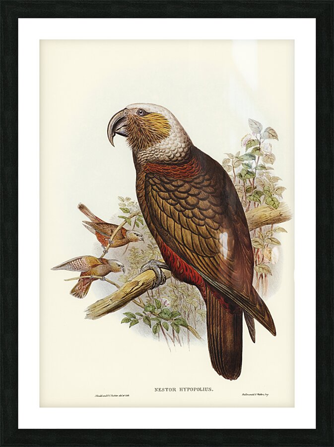 Jardine’s cuckooshrike Campephaga Jardinii illustrated by Elizabeth Gould 1804–1841 for John Gould’s 1804-1881 Birds of Australia  Picture Frame print