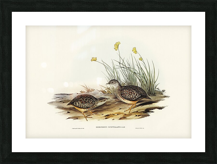 Sparkling Hemipode Hemipodius scintillans illustrated by Elizabeth Gould 1804–1841 for John Gould’s 1804-1881 Birds of Australia  Picture Frame print