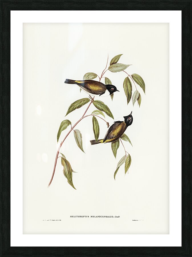 Black-headed Honey-eater Melthreptus melanocephalus illustrated by Elizabeth Gould 1804–1841 for John Gould’s 1804-1881 Birds of Australia  Picture Frame print