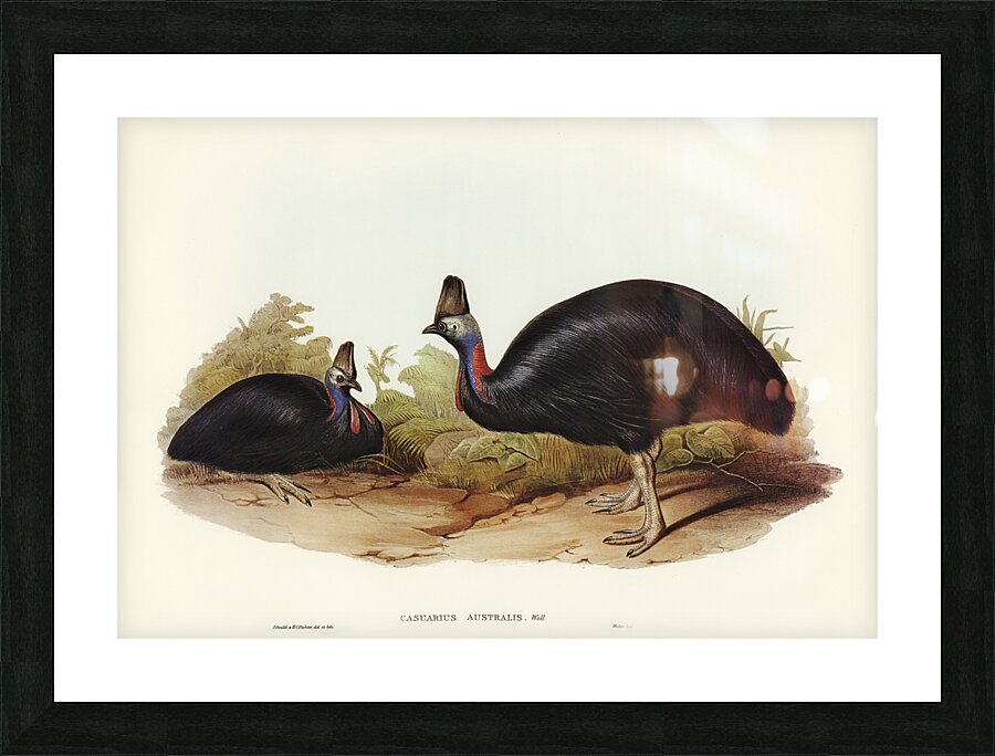 Australian Cassowary Casuarius australis illustrated by Elizabeth Gould 1804–1841 for John Gould’s 1804-1881 Birds of Australia  Picture Frame print
