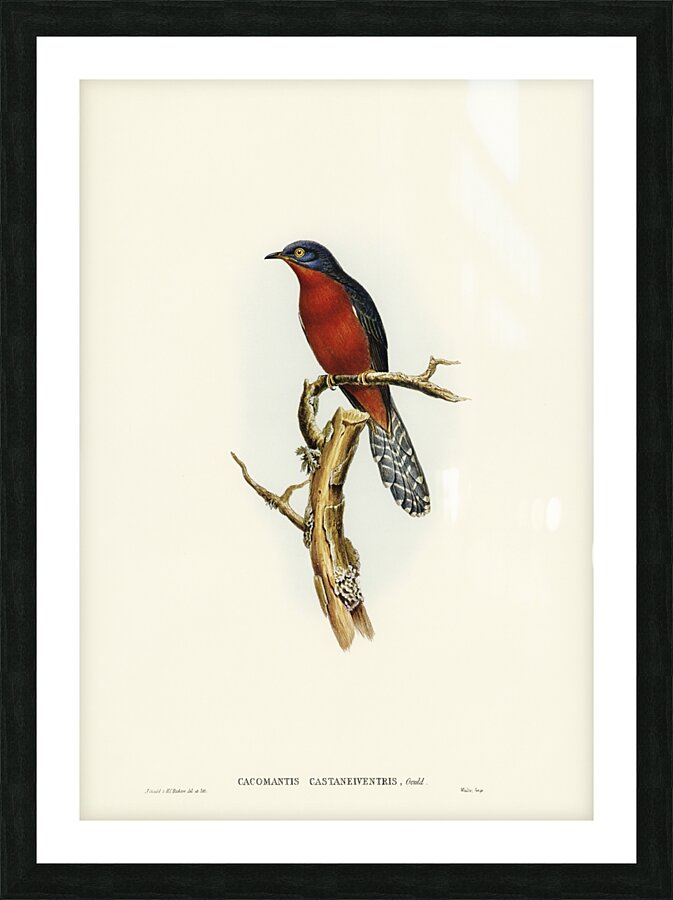 Chestnut-breasted Cuckoo Cacomantis castaneiventris illustrated by Elizabeth Gould 1804–1841 for John Gould’s 1804-1881 Birds of Australia  Picture Frame print