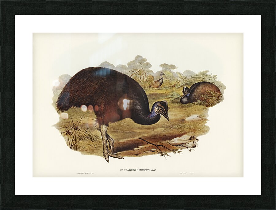 Chestnut-breasted Cuckoo Cacomantis castaneiventris illustrated by Elizabeth Gould 1804–1841 for John Gould’s 1804-1881 Birds of Australia  Picture Frame print