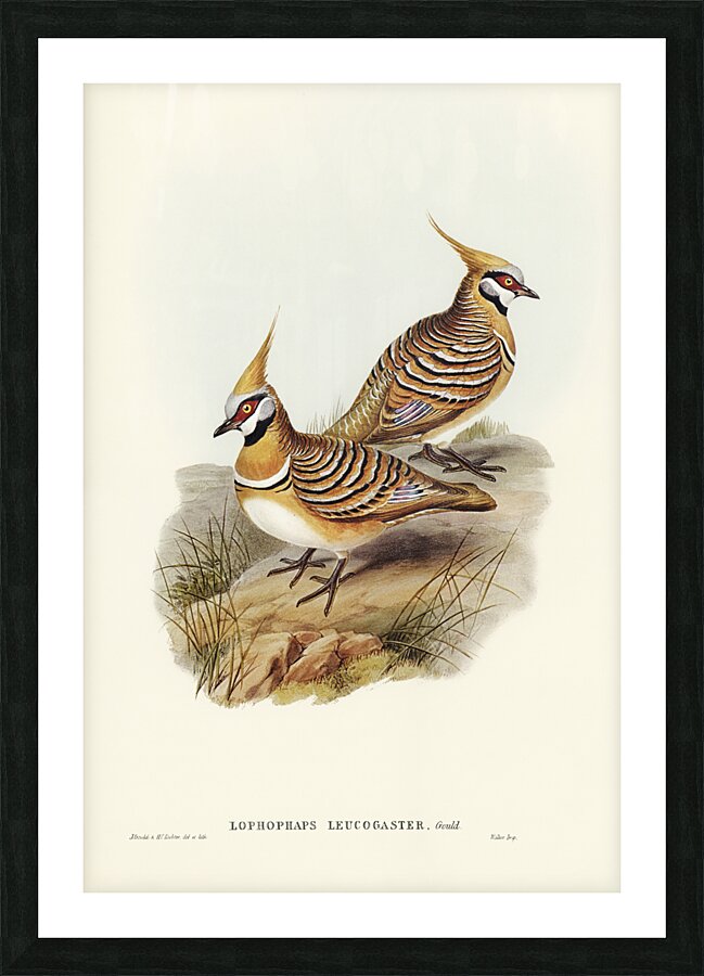 White-bellied Bronzewing Lophophaps leucogaster illustrated by Elizabeth Gould 1804–1841 for John Gould’s 1804-1881 Birds of Australia  Picture Frame print
