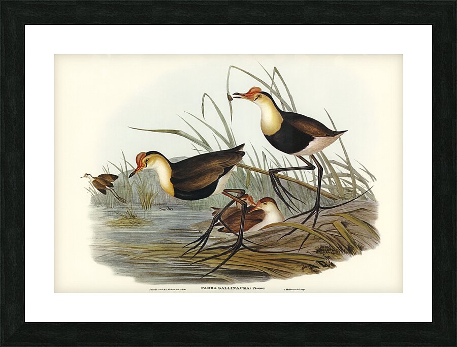 Gallinaceous Parra Parra gallinacea illustrated by Elizabeth Gould 1804–1841 for John Gould’s 1804-1881 Birds of Australia  Picture Frame print