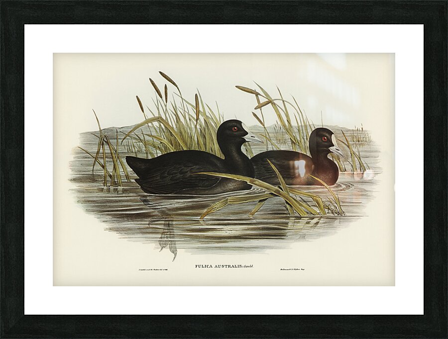 Australian Coot Fulica Australis illustrated by Elizabeth Gould 1804–1841 for John Gould’s 1804-1881 Birds of Australia  Picture Frame print