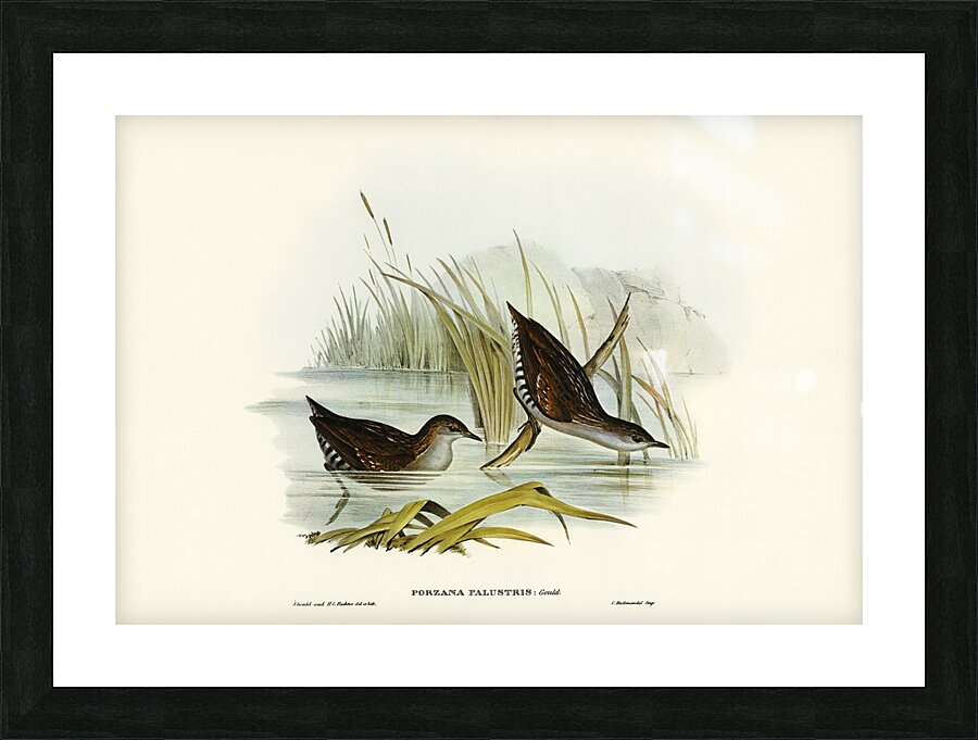 Water Crake Porzana palustris illustrated by Elizabeth Gould 1804–1841 for John Gould’s 1804-1881 Birds of Australia  Picture Frame print