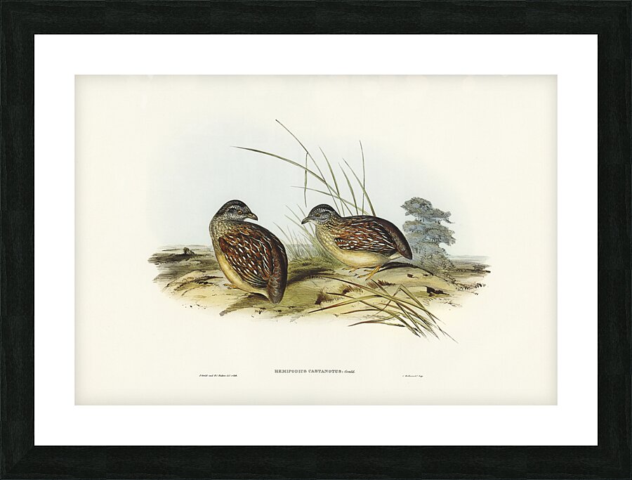 Chestnut-backed Hemipode Hemipodius castanotus illustrated by Elizabeth Gould 1804–1841 for John Gould’s 1804-1881 Birds of Australia  Picture Frame print