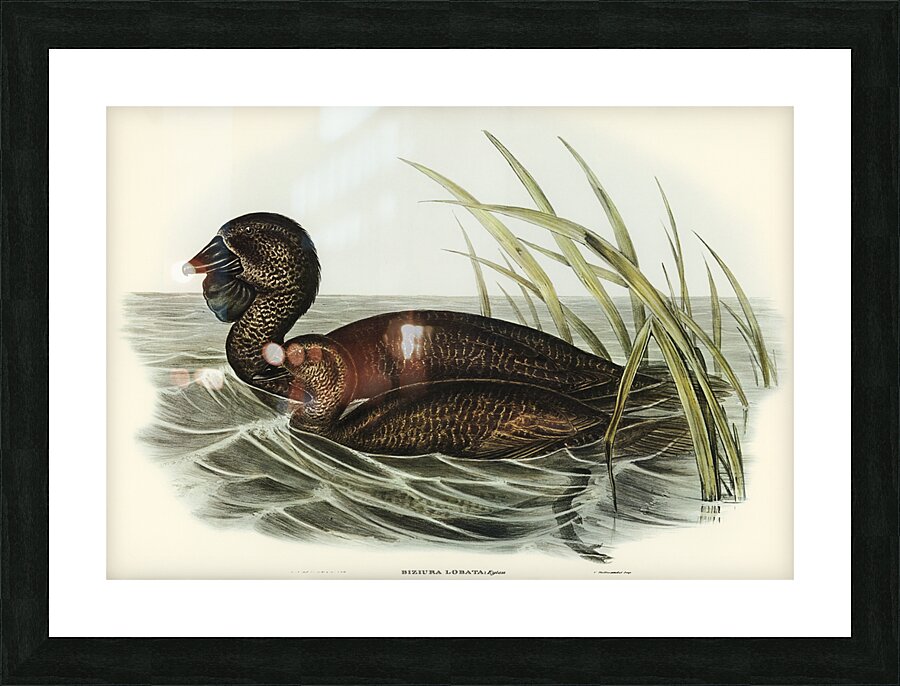 Musk Duck Biziura lobata illustrated by Elizabeth Gould 1804–1841 for John Gould’s 1804-1881 Birds of Australia  Picture Frame print