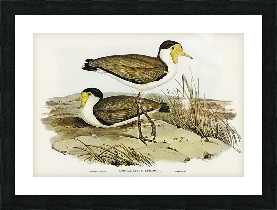 Wattle Pewit Lobivanellus lobatus illustrated by illustrated by Elizabeth Gould 1804–1841 for John Gould’s 1804-1881 Birds of Australia  Picture Frame print