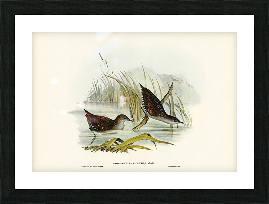 Water Crake Porzana palustris illustrated by Elizabeth Gould 1804–1841 for John Gould’s 1804-1881 Birds of Australia  Picture Frame print