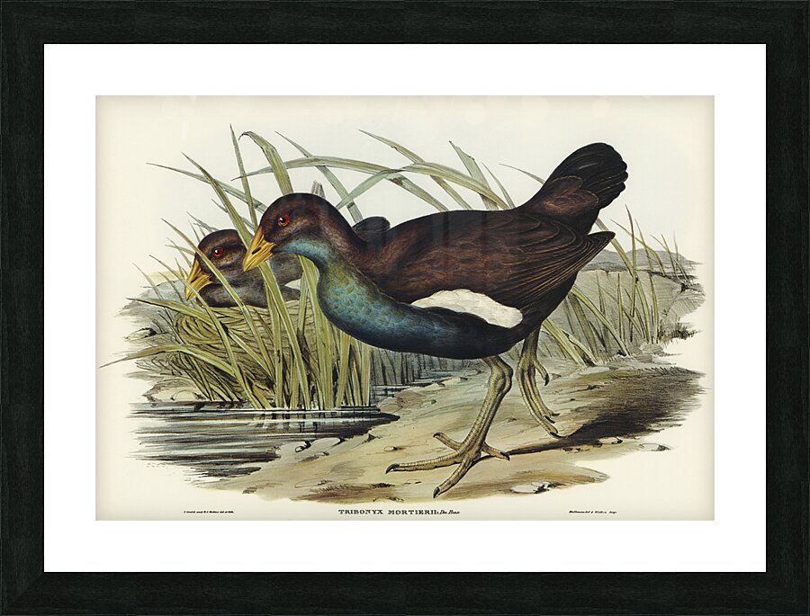 Australian Wild Duck Anus superciliosa illustrated by Elizabeth Gould 1804–1841 for John Gould’s 1804-1881 Birds of Australia  Picture Frame print