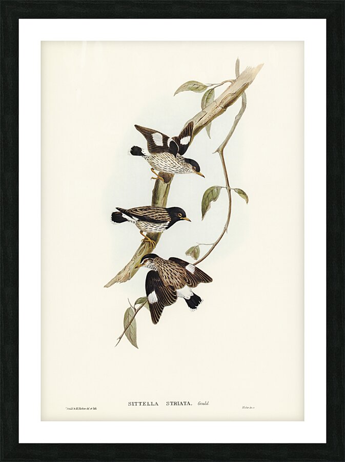 Striated Sittella Sittella striata illustrated by Elizabeth Gould 1804–1841 for John Gould’s 1804-1881 Birds of Australia  Picture Frame print