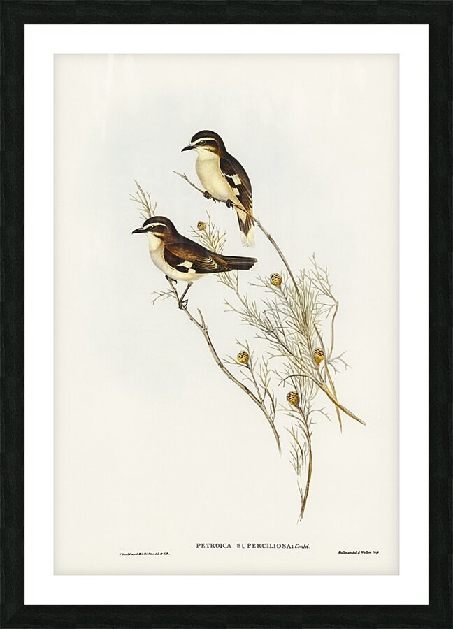 White-eyebrowed Robin Petroica superciliosa illustrated by Elizabeth Gould 1804–1841 for John Gould’s 1804-1881 Birds of Australia  Picture Frame print