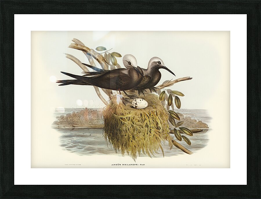 Lesser Noddy Anous melanops illustrated by Elizabeth Gould 1804–1841 for John Gould’s 1804-1881 Birds of Australia  Picture Frame print