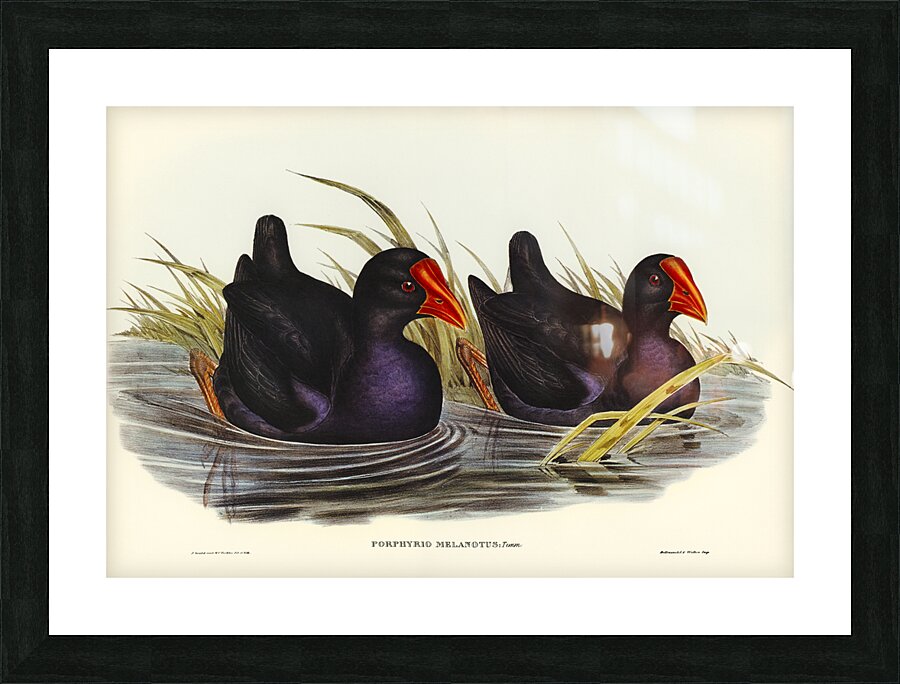 Variegated Shoveller Spatula Variegata illustrated by Elizabeth Gould 1804–1841 for John Gould’s 1804-1881 Birds of Australia  Picture Frame print