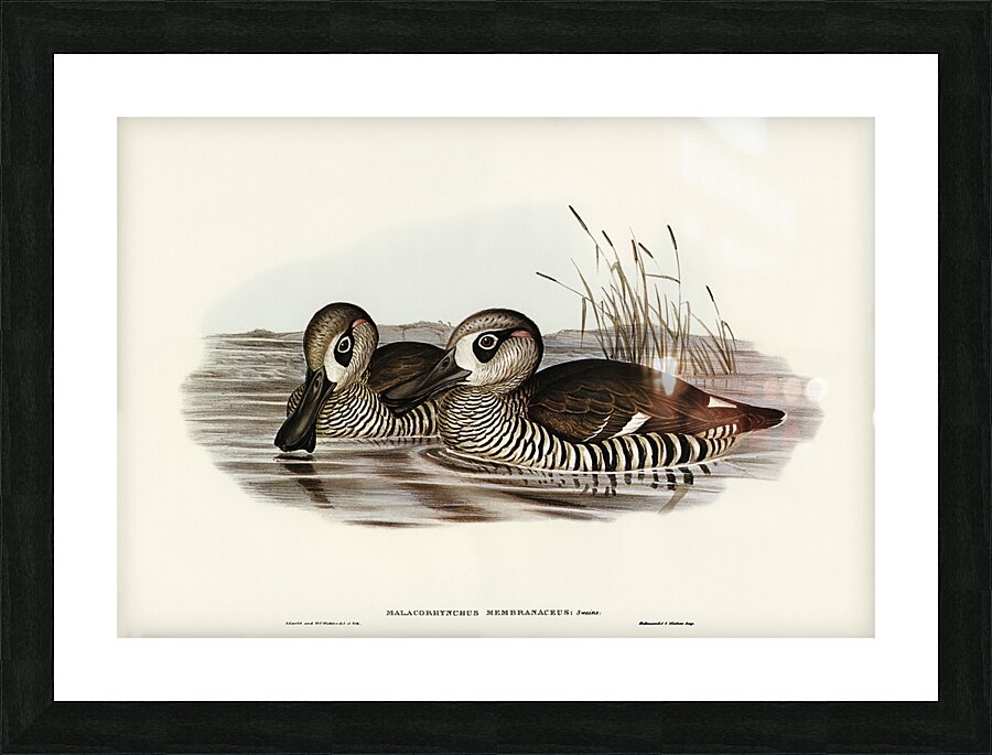 Membranaceous Duck Malacorhynchus membranaceus illustrated by Elizabeth Gould 1804–1841 for John Gould’s 1804-1881 Birds of Australia  Picture Frame print