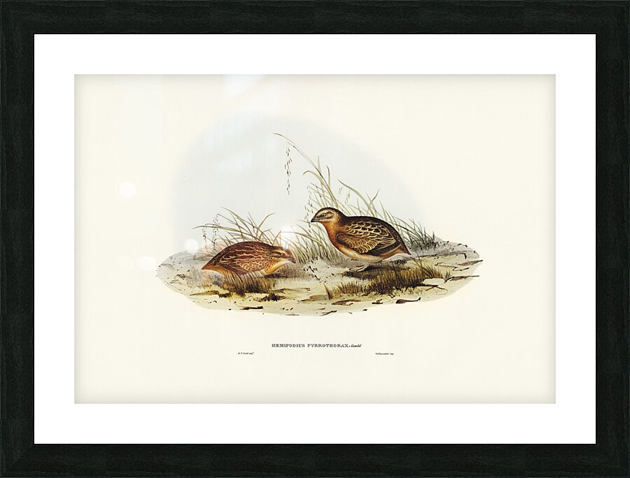 Chestnut-bellied Rail Eulabeornis castaneoventris illustrated by Elizabeth Gould 1804–1841 for John Gould’s 1804-1881 Birds of Australia  Picture Frame print