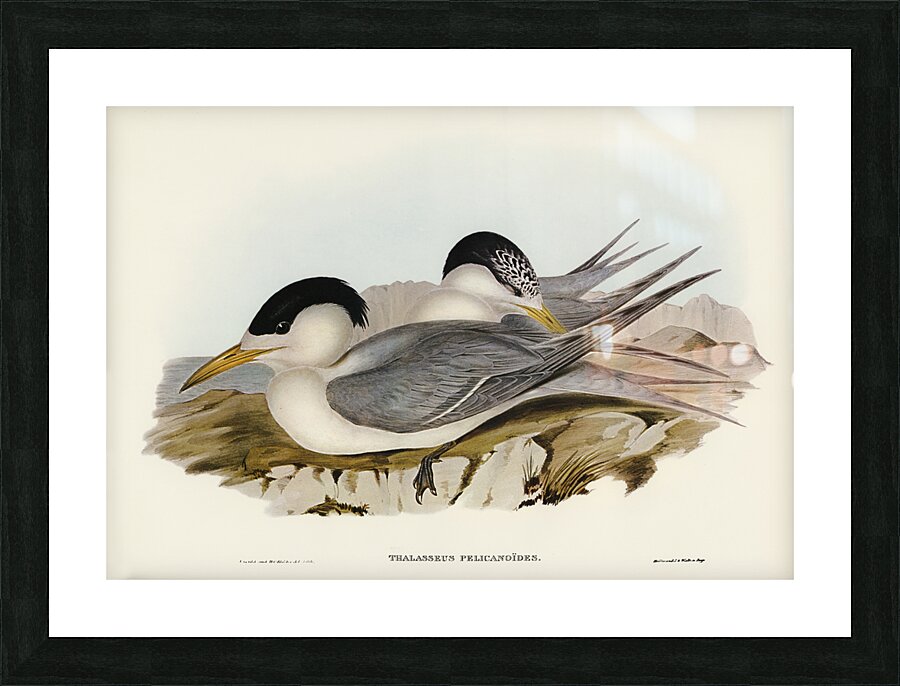 Torres Straits Tern Thalasseus Pelecanoides illustrated by Elizabeth Gould 1804–1841 for John Gould’s 1804-1881 Birds of Australia  Picture Frame print