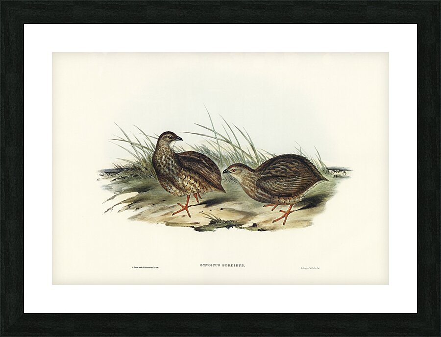 Sombre Partridge Synoicus sordidus illustrated by Elizabeth Gould 1804–1841 for John Gould’s 1804-1881 Birds of Australia  Picture Frame print