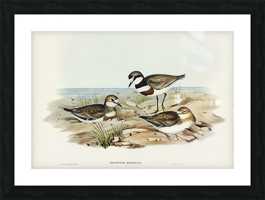 Double-banded Dottrel Hiaticula bicincta illustrated by Elizabeth Gould 1804–1841 for John Gould’s 1804-1881 Birds of Australia  Impression et Cadre photo