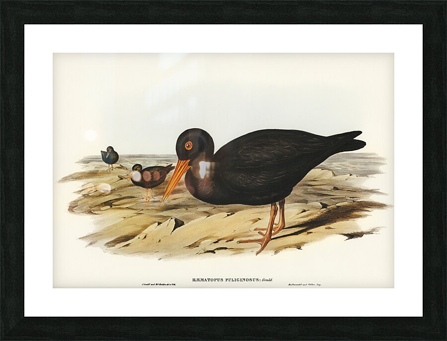 Sooty Oyster-Catcher Haematopus fuliginosus illustrated by Elizabeth Gould 1804–1841 for John Gould’s 1804-1881 Birds of Australia  Picture Frame print
