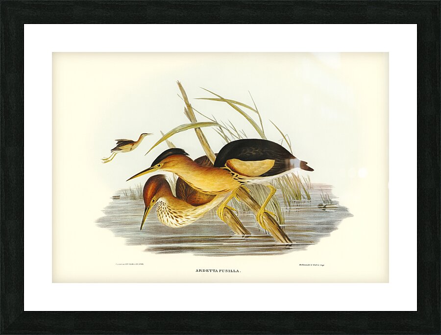 Minute Bittern Ardetta pusilla illustrated by Elizabeth Gould 1804–1841 for John Gould’s 1804-1881 Birds of Australia  Picture Frame print