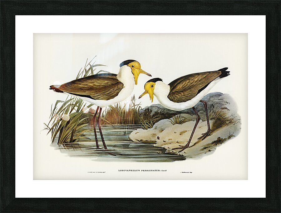 Masked Pewit Lobivanellus personatus illustrated by Elizabeth Gould 1804–1841 for John Gould’s 1804-1881 Birds of Australia  Picture Frame print