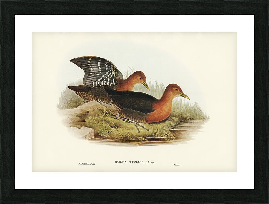 Red-necked Rail Rallina tricolor illustrated by Elizabeth Gould 1804–1841 for John Gould’s 1804-1881 Birds of Australia  Picture Frame print