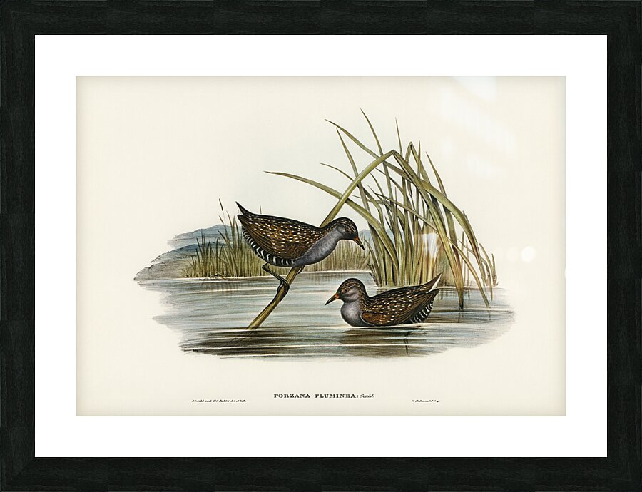 Spotted Water Crake Porzana fluminea illustrated by Elizabeth Gould 1804–1841 for John Gould’s 1804-1881 Birds of Australia  Impression et Cadre photo