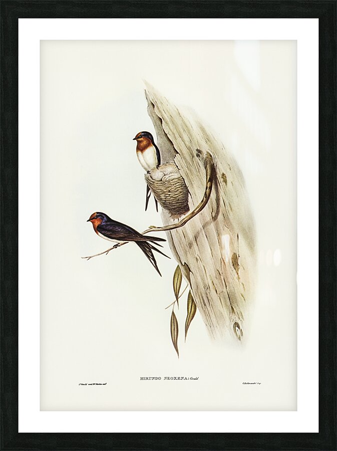 Welcome Swallow Hirundo neoxena illustrated by Elizabeth Gould 1804–1841 for John Gould’s 1804-1881 Birds of Australia  Picture Frame print