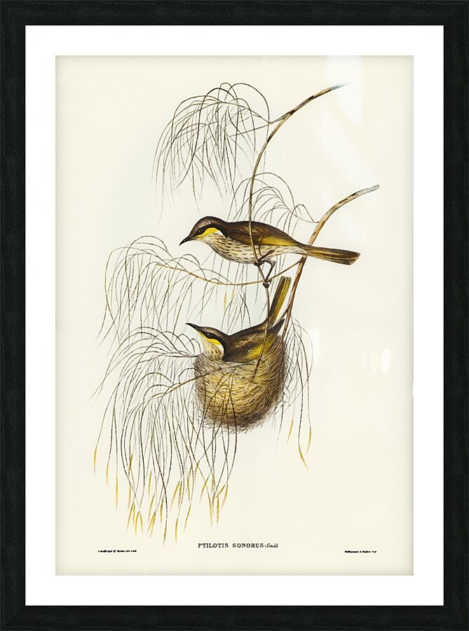 Singing Honey-eater Ptilotis sonorus illustrated by Elizabeth Gould 1804–1841 for John Gould’s 1804-1881 Birds of Australia  Picture Frame print