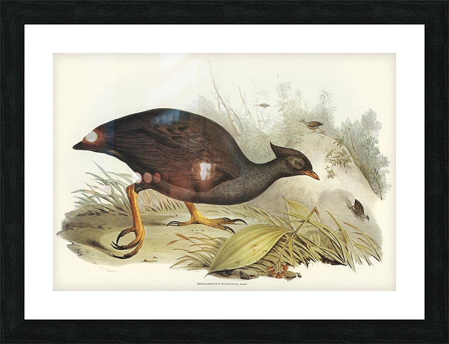 Mound-raising Megapode Megapodius Tumulus illustrated by Elizabeth Gould 1804–1841 for John Gould’s 1804-1881 Birds of Australia  Picture Frame print