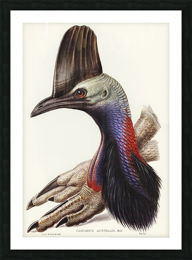 Australian Cassowary Casuarius australisillustrated by Elizabeth Gould 1804–1841 for John Gould’s 1804-1881 Birds of Australia  Picture Frame print