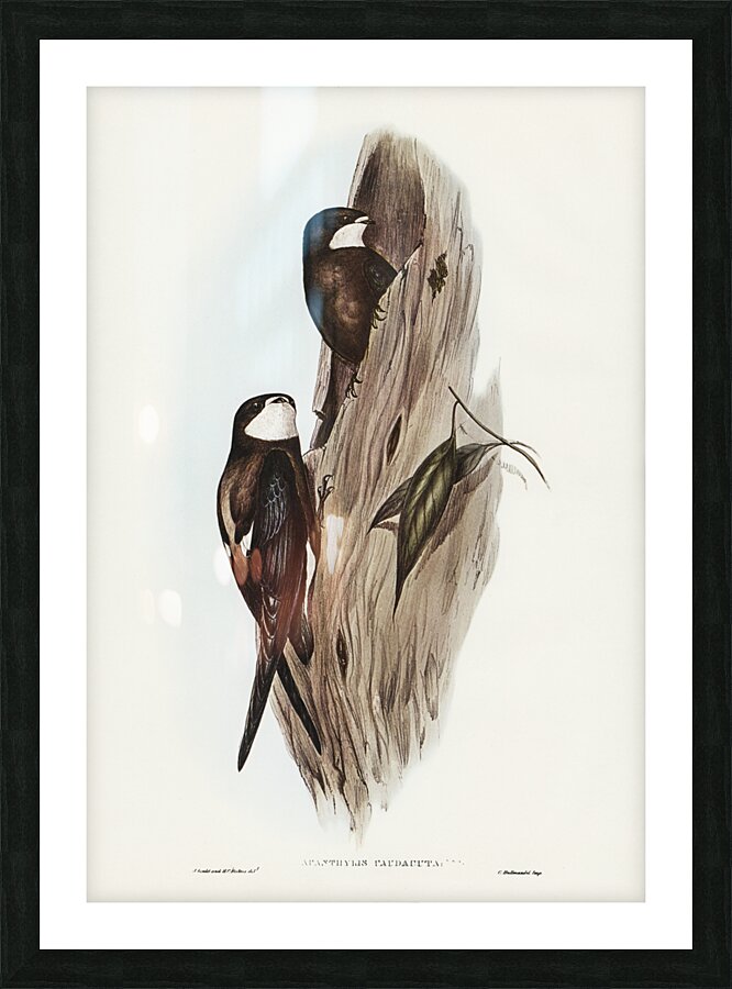 Australian Spine-tailed Swallow Acanthylis caudacuta illustrated by Elizabeth Gould 1804–1841 for John Gould’s 1804-1881 Birds of Australia  Picture Frame print