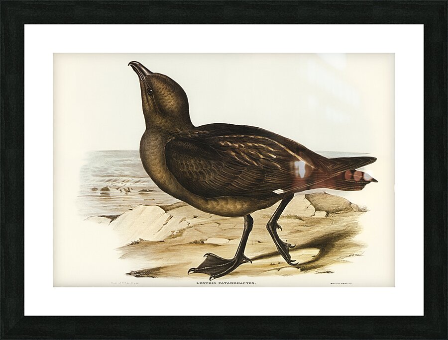 Skua Gull Lestris Catarractes illustrated by Elizabeth Gould 1804–1841 for John Gould’s 1804-1881 Birds of Australia  Picture Frame print